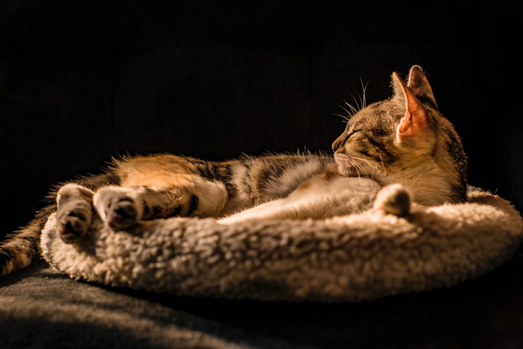 cat lying on gray cat bed