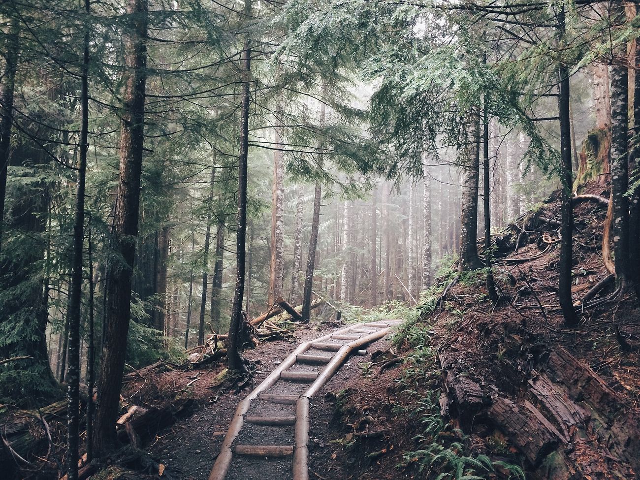 Free walkway in forest image