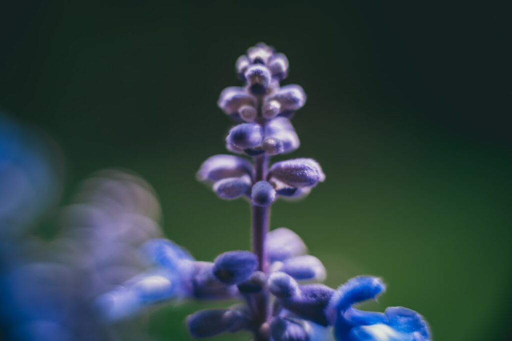 purple flower in macro lens